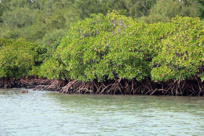 Blue Carbon Ecosystems