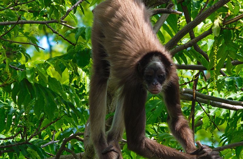 From mangroves to monkeys – how nature-based solutions can protect ecosystems, people, and the planet