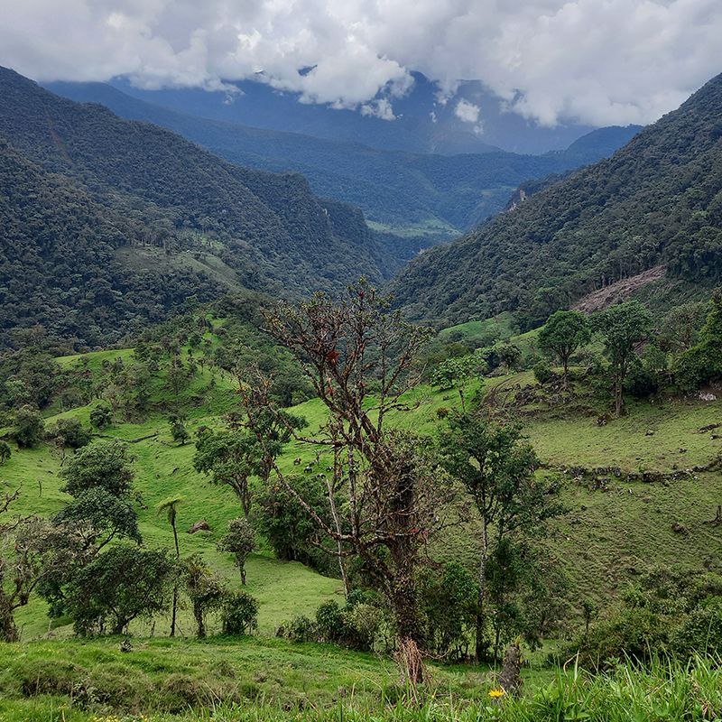 Green mountains in different levels of natural regeneration, a forest on a mountain, a cloudy sky.