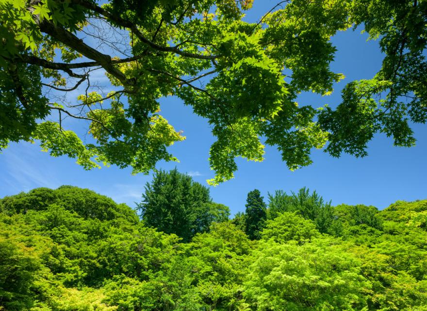 Questions from Chief Sustainability Officer