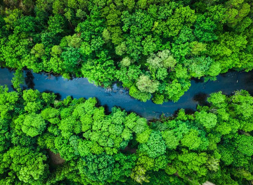 Reducing emissions from deforestation and forest degradation (REDD+ )