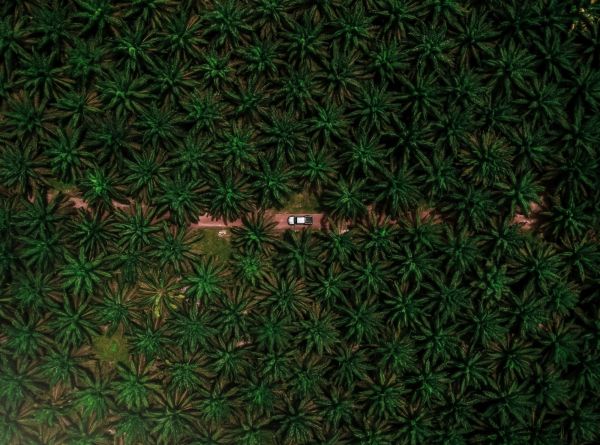 Navigating due diligence in agricultural supply chains