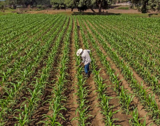 On Demand Series: Carbon Market Trends and Insights for Buyers (The Americas)