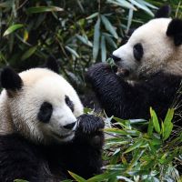 Clean cookstoves saving the Giant Panda with WWF
