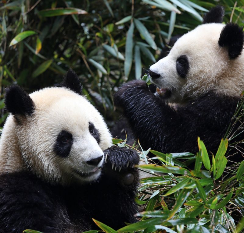 Clean cookstoves saving the Giant Panda with WWF