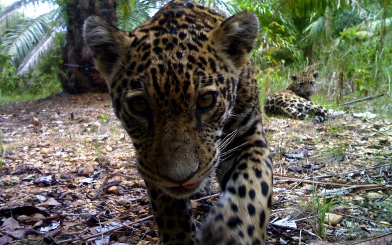 El Corredor del Jaguar puede dejar de existir en cinco años