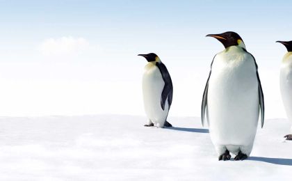 penguins-s1.jpg