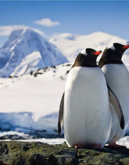 pinguins1.jpg