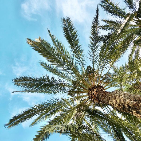 Asia Palm Oil Mill Wastewater Treatment
