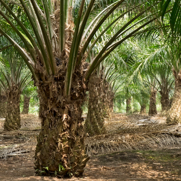 Melewar Palm Oil Wastewater Treatment
