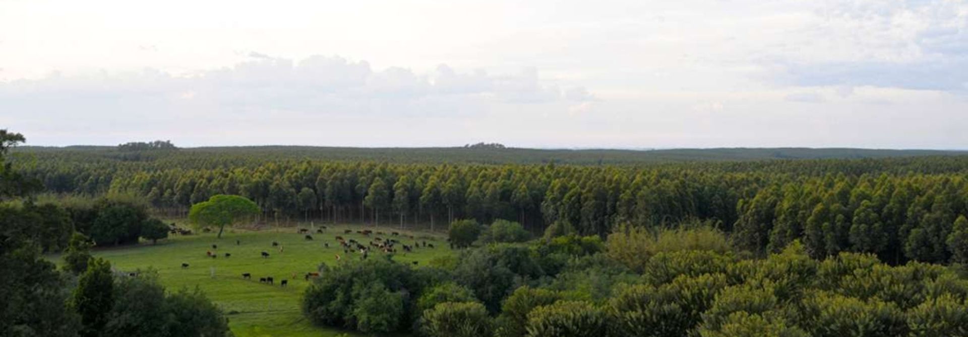 Guanaré Forest Restoration in Uruguay