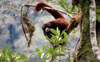 Alto Huayabamba Conservation