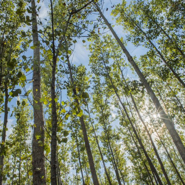 Mississippi Valley Reforestation