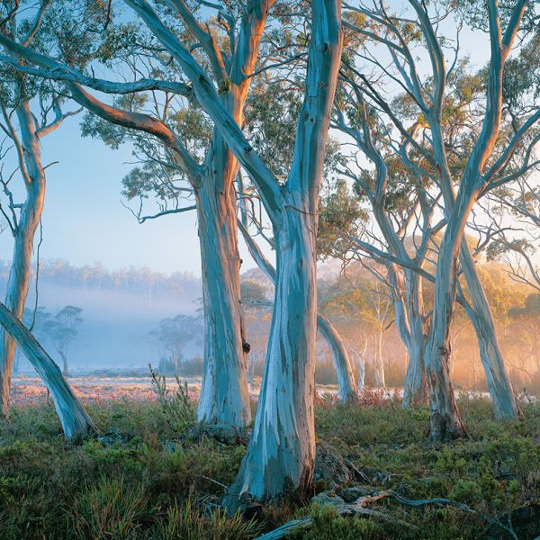 Tasmanian Native Forest Protection, Australia