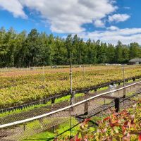 Could this be the solution to climate change?