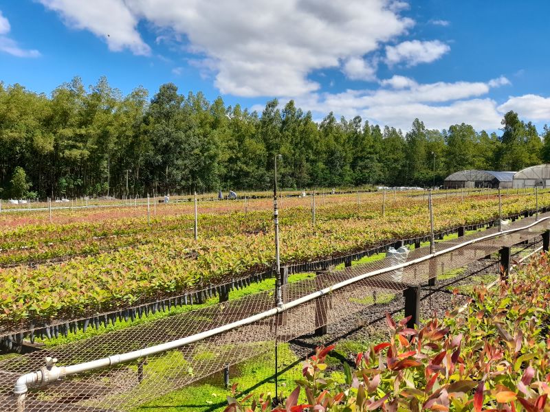 Viva México: Savvy Companies Will Benefit From the Country's Strong Ambition on Climate