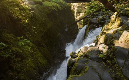 Pierce Conservation District Reforestation 