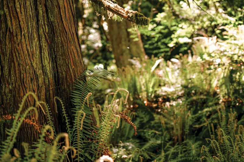 What will happen at the Paris Climate Conference?