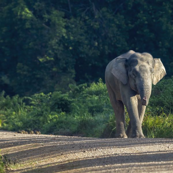 Kuamut Rainforest Conservation Project