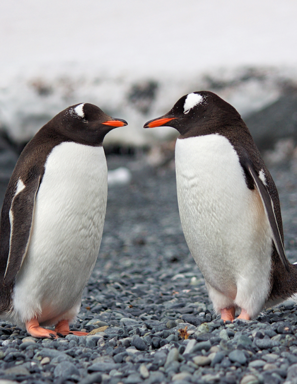 South Pole Penguin