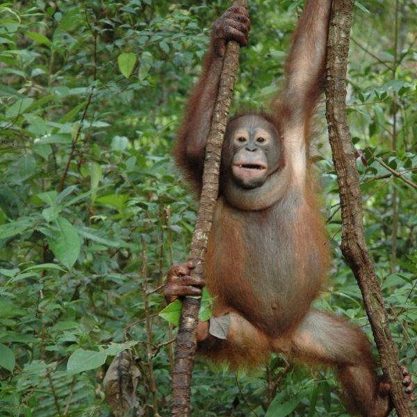 rimba-raya-orangutan1-1.jpg