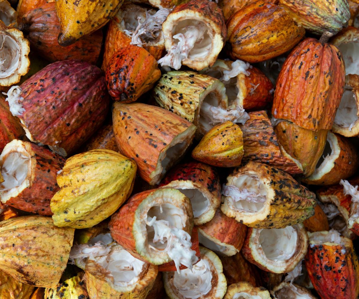 Several ripe, red and yellow cacao empty shells on the ground.