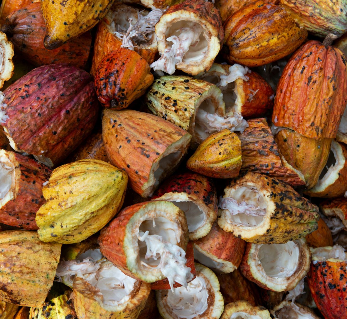 Several ripe, red and yellow cacao empty shells on the ground.