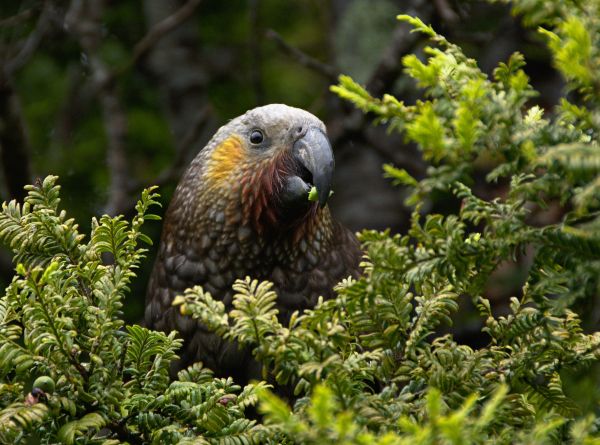 Unleashing nature's potential through Science-Based Targets for Nature